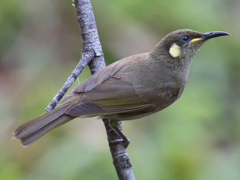 Yellow-spotted Honeyeater, Photos 3