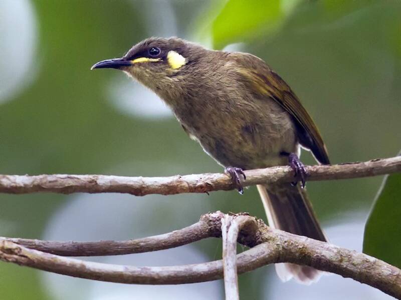 Yellow-spotted Honeyeater, Photos 2