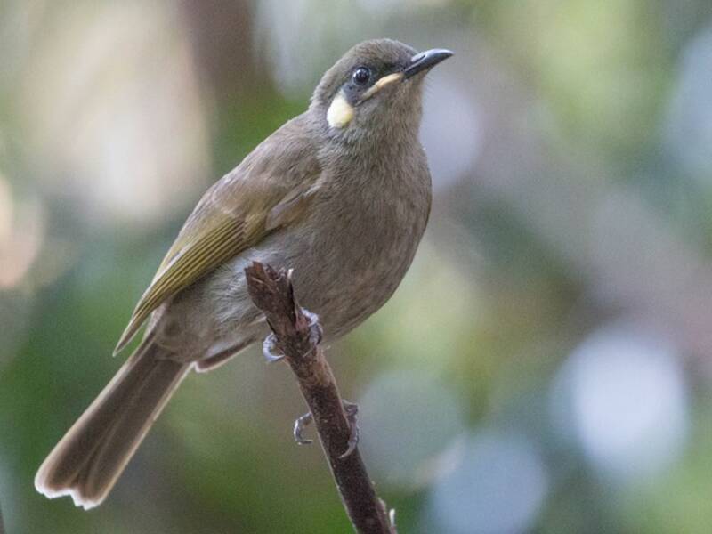 Yellow-spotted Honeyeater