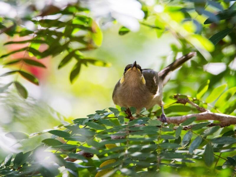 Yellow-spotted Honeyeater, Photos 4