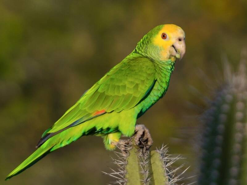 Yellow-shouldered Amazon (Amazona barbadensis)