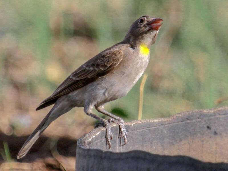 Yellow-spotted Bush Sparrow, 照片 2
