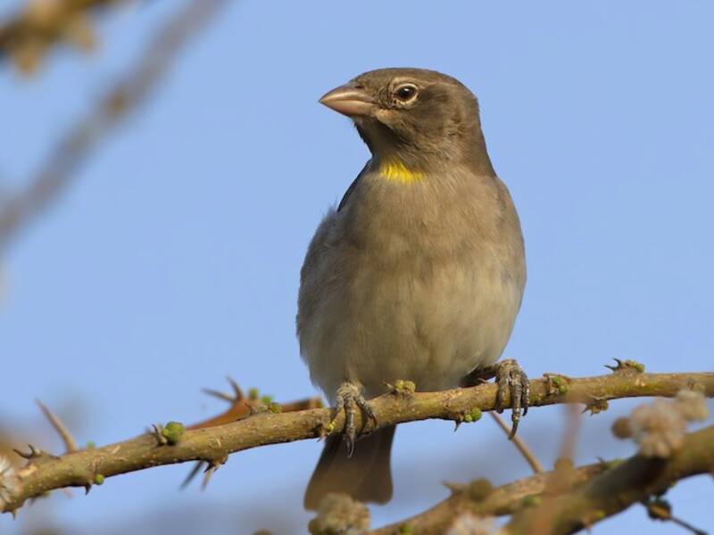 Yellow-spotted Bush Sparrow, 照片 3