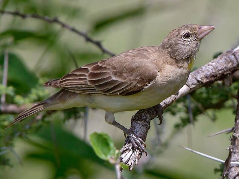 Yellow-spotted Bush Sparrow, 照片 4