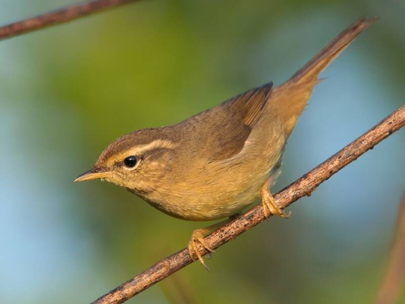 Yellow-streaked Warbler, 照片 4