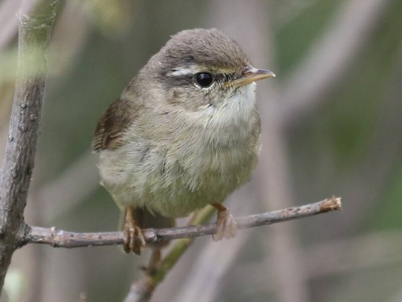 Yellow-streaked Warbler, 照片 3