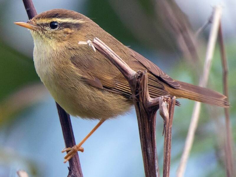 Yellow-streaked Warbler, 照片 2