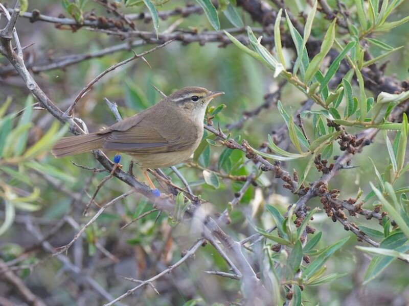 Mosquitero Estriado Amarillo