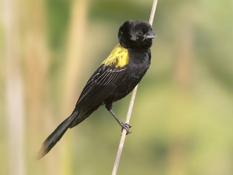 Vedova dal manto giallo, Foto 3