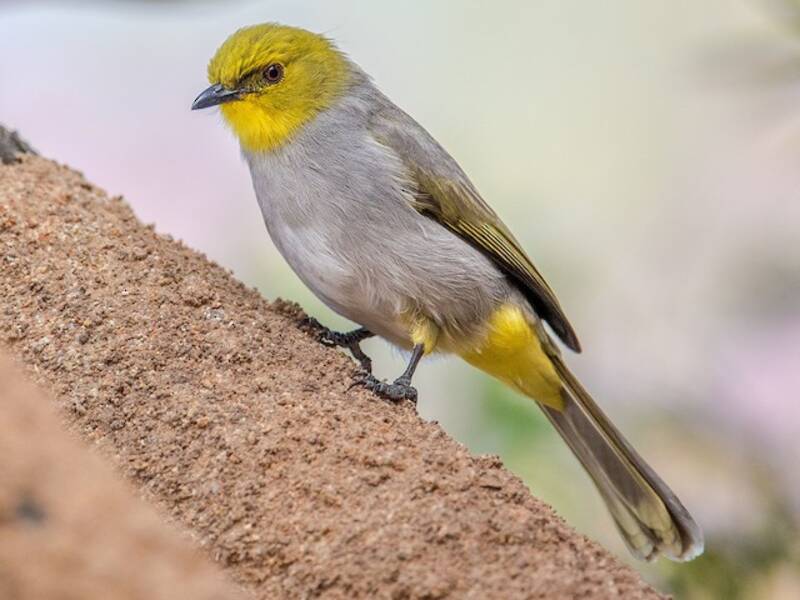 Bulbul à gorge jaune, Photos 2