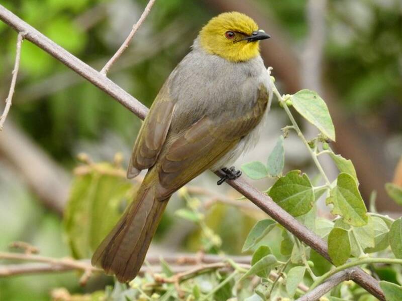 Bulbul à gorge jaune, Photos 3
