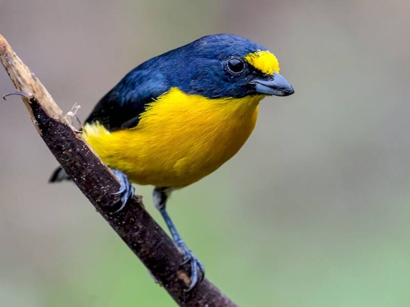 Eufonia gorgigualda, Fotos 4