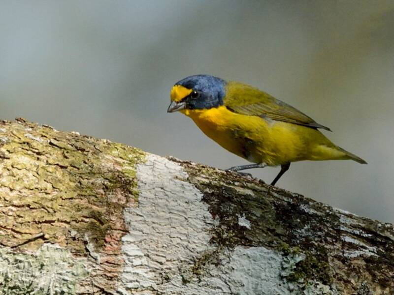 Yellow-throated Euphonia (Euphonia hirundinacea)