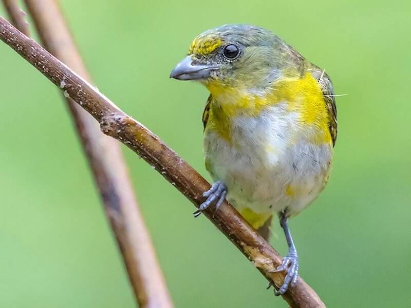 Eufonia gorgigualda, Fotos 2