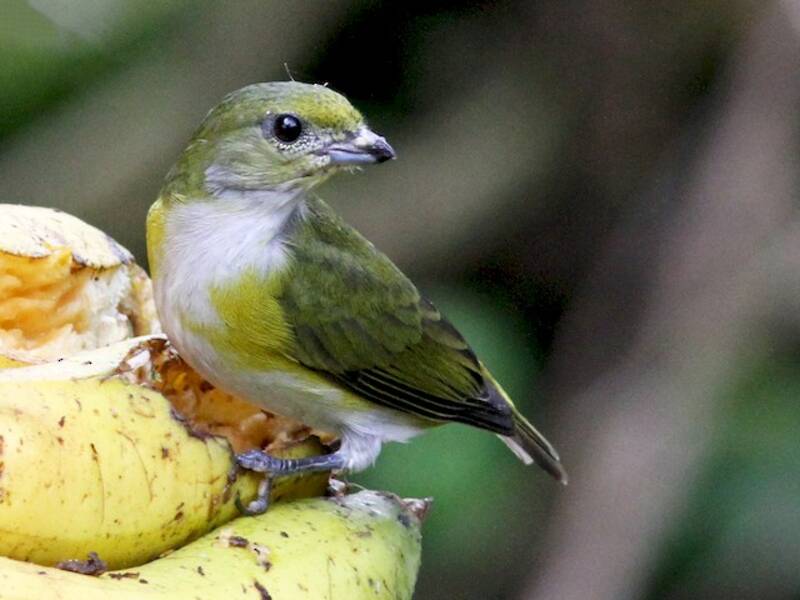 Eufonia gorgigualda, Fotos 3