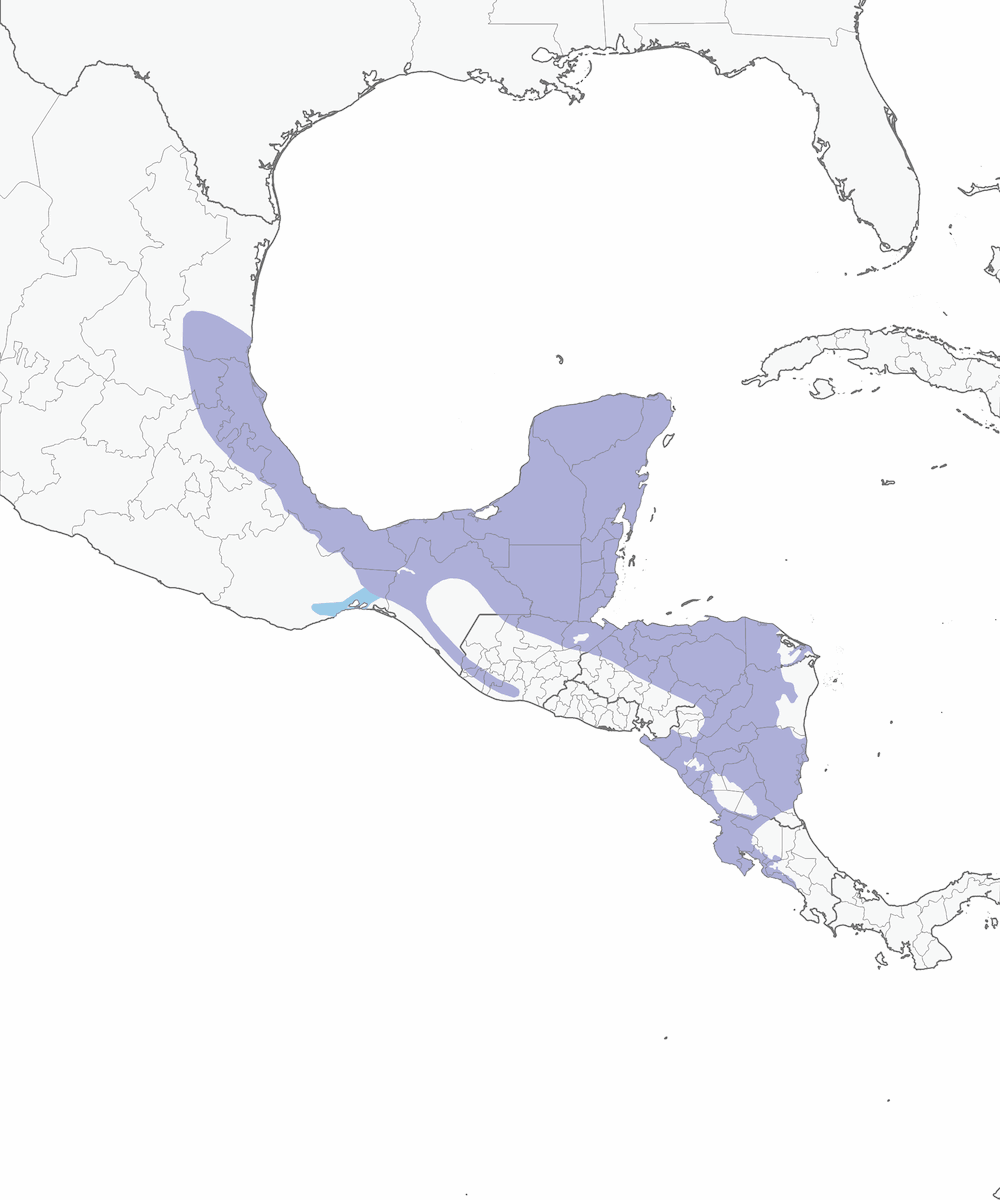 Eufonia gorgigualda, Distribución 1