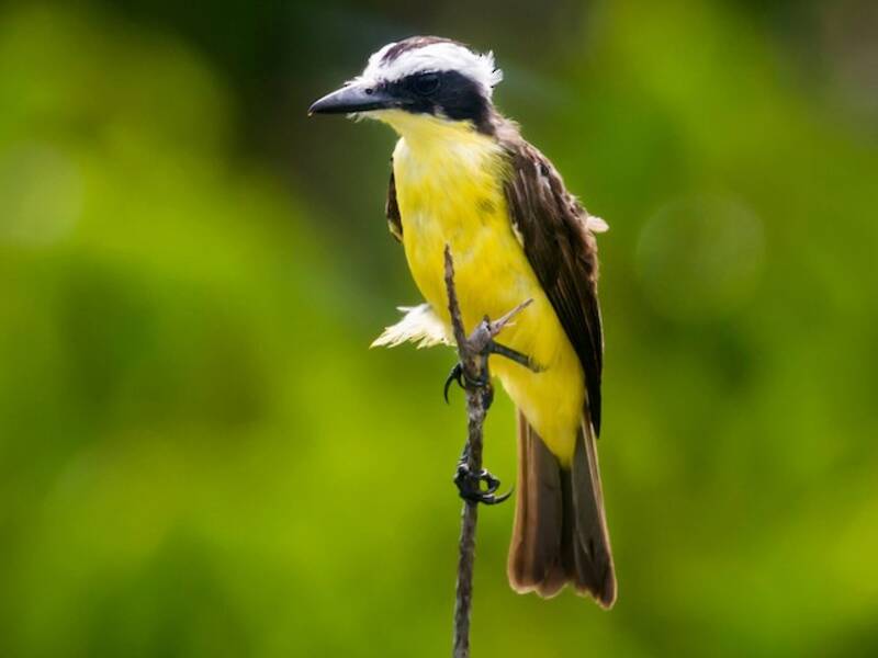 Yellow-throated Flycatcher, Photos 4