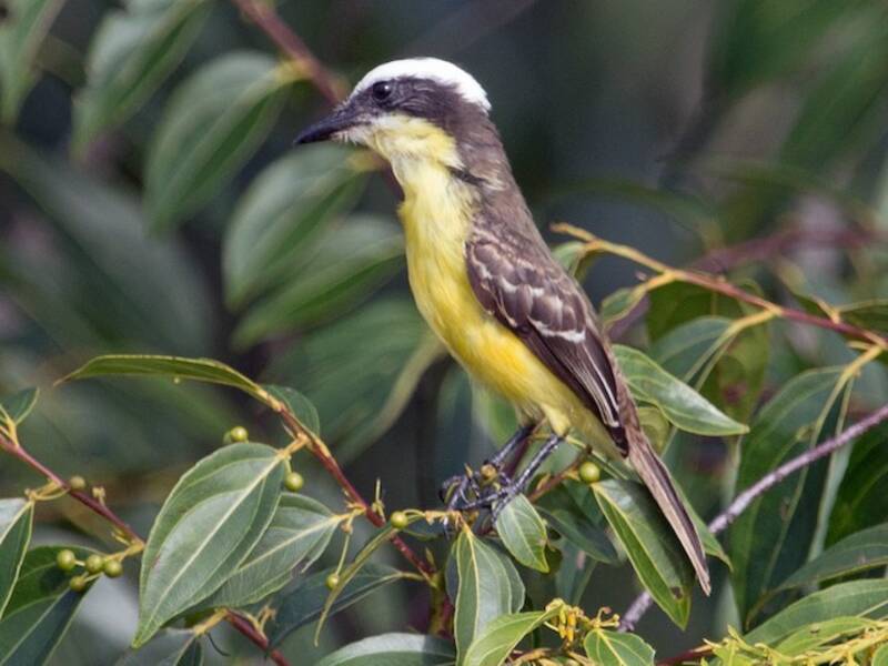 Yellow-throated Flycatcher, Photos 3