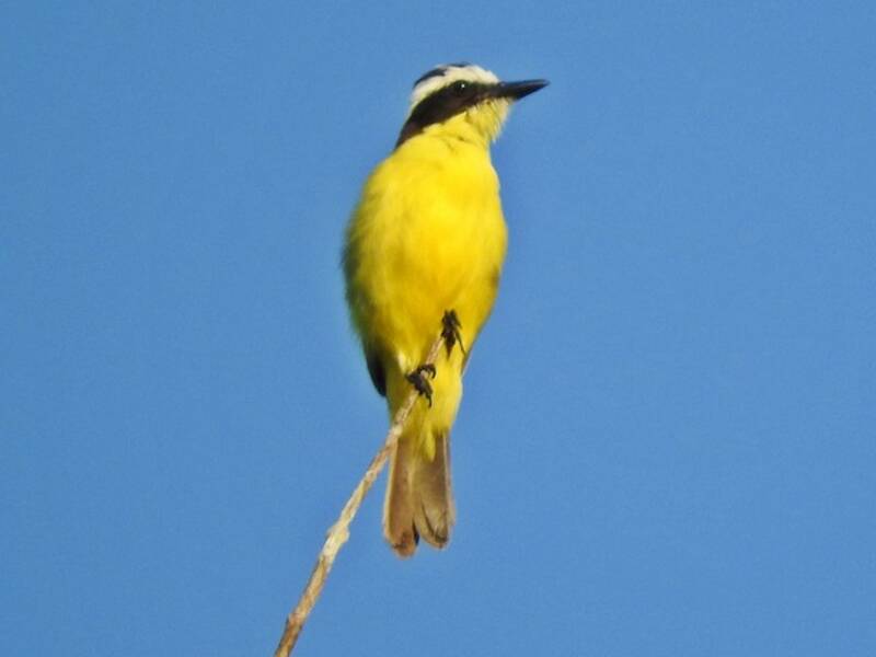 Yellow-throated Flycatcher, Photos 2