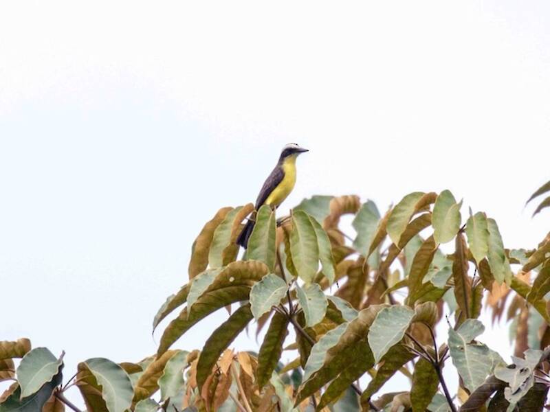 Mosquero de garganta amarilla