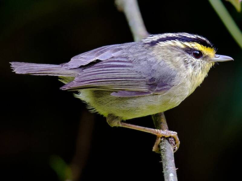 Yellow-throated Fulvetta