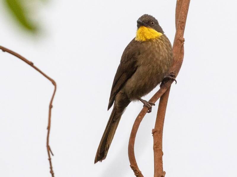 Bulbul à gorge jaune