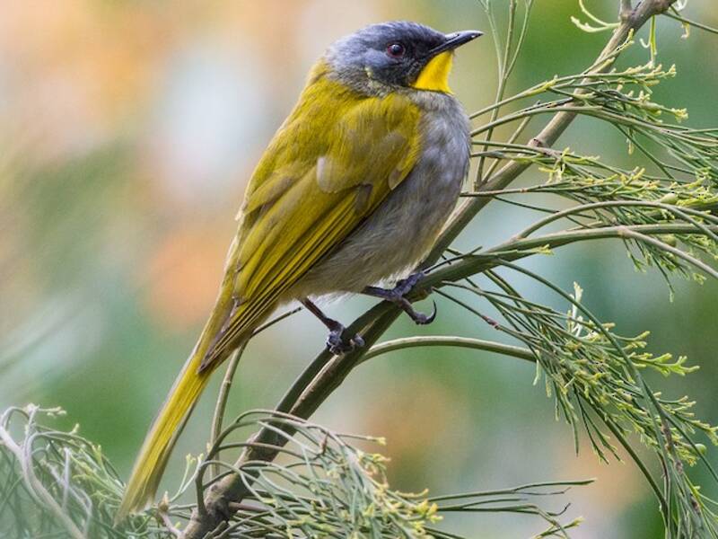 Yellow-throated Honeyeater