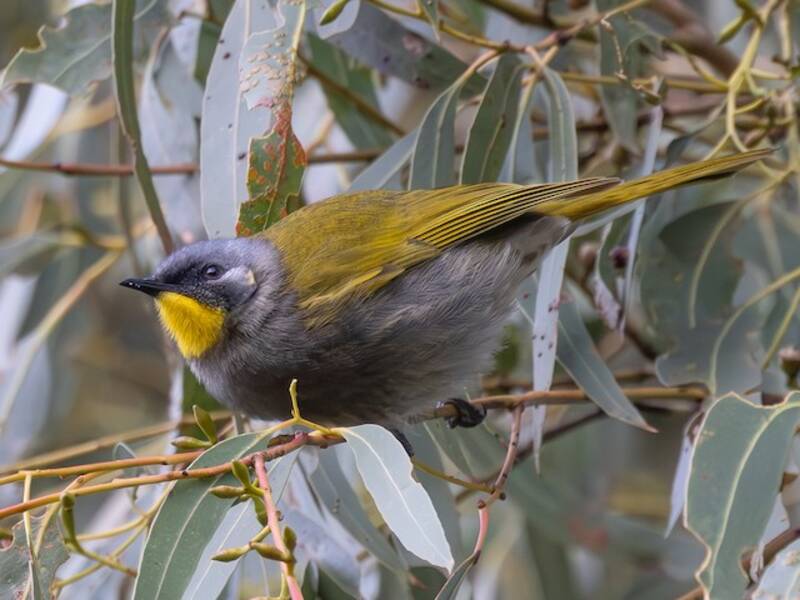 Yellow-throated Honeyeater, 照片 3
