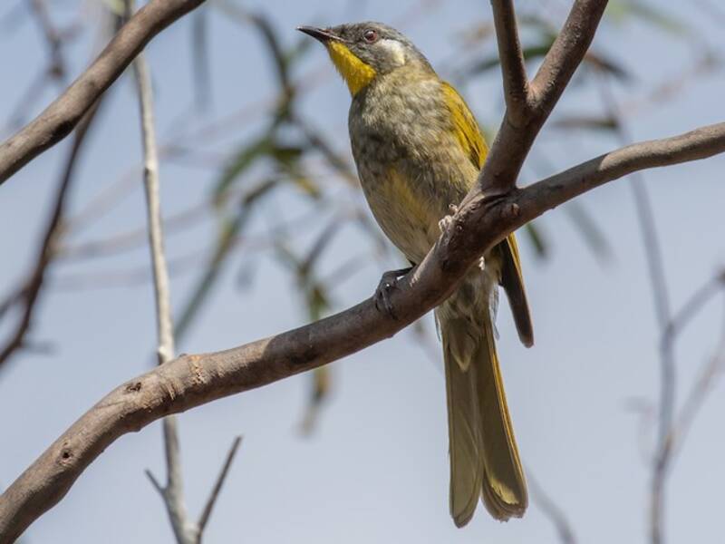 Yellow-throated Honeyeater, 照片 2