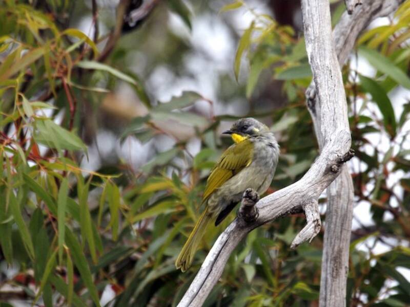 Yellow-throated Honeyeater, 照片 4