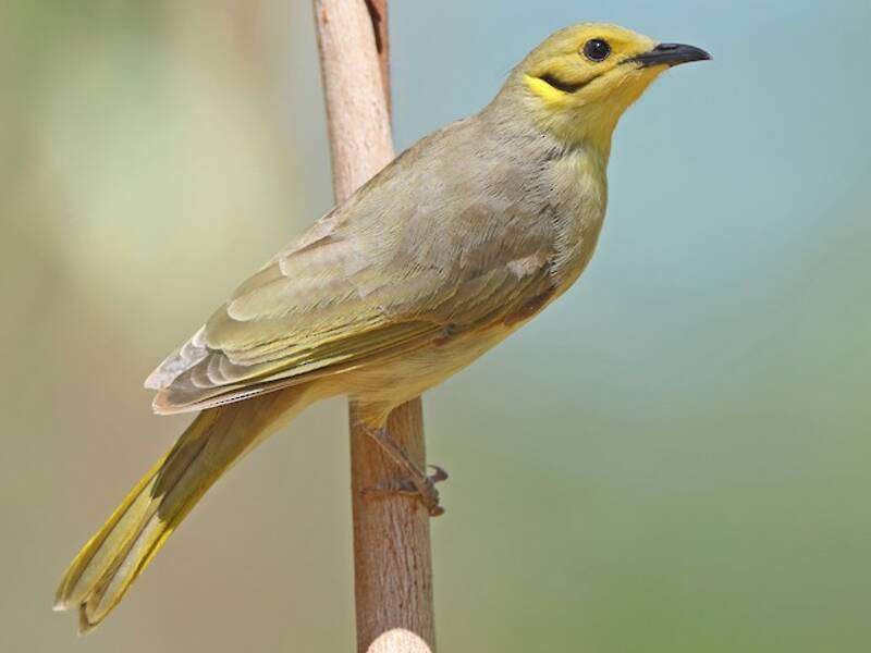 Melifago giallastro