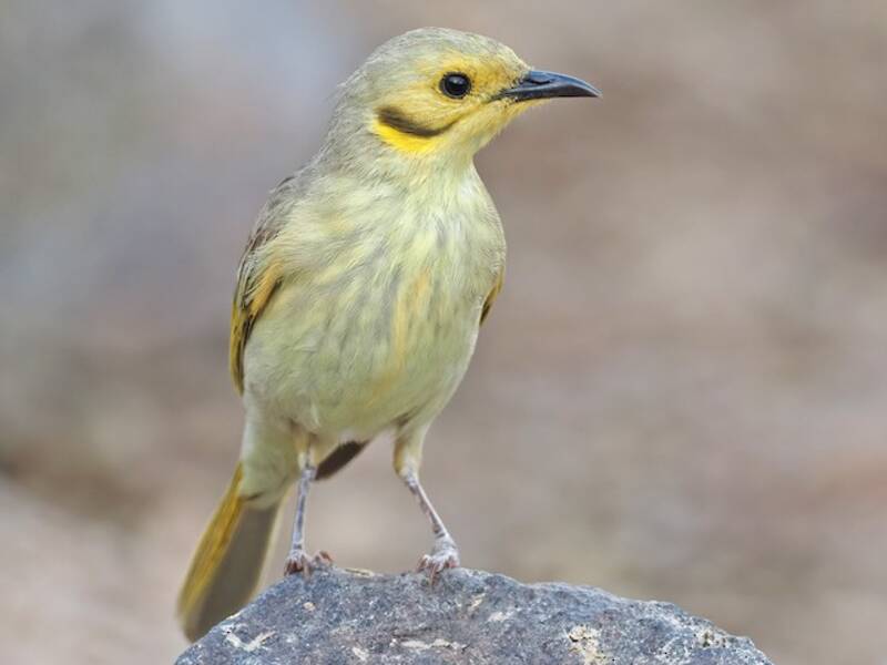 Yellow-tinted Honeyeater, 照片 2