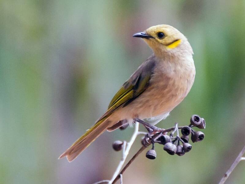 Yellow-tinted Honeyeater, 照片 4
