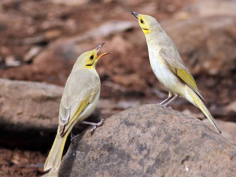 Yellow-tinted Honeyeater, 照片 3