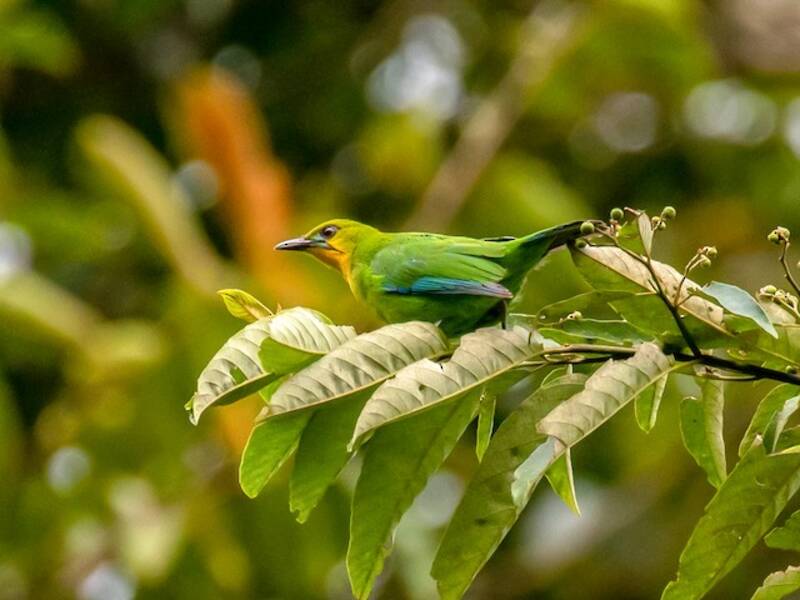Yellow-throated Leafbird