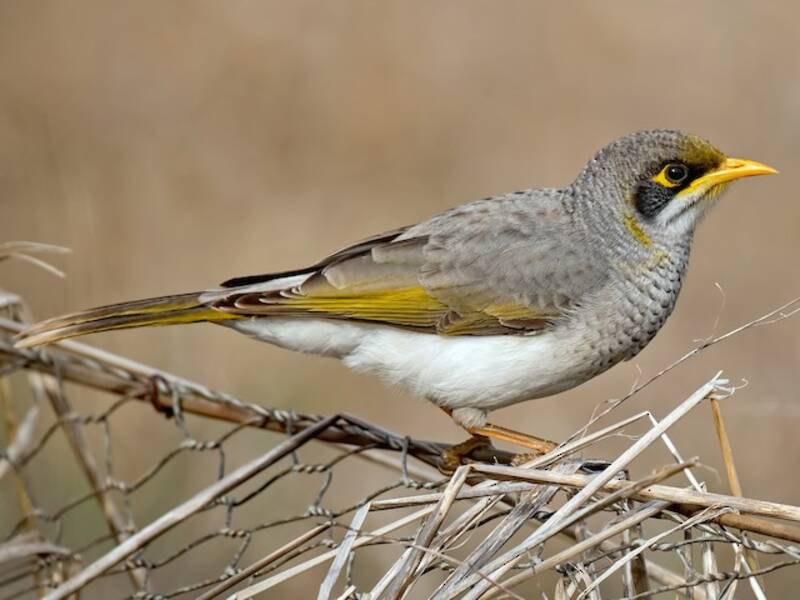 Yellow-throated Miner (Manorina flavigula)