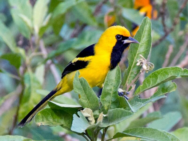 Yellow-tailed Oriole, Photos 4