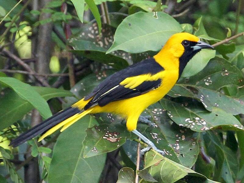 Yellow-tailed Oriole, Photos 3