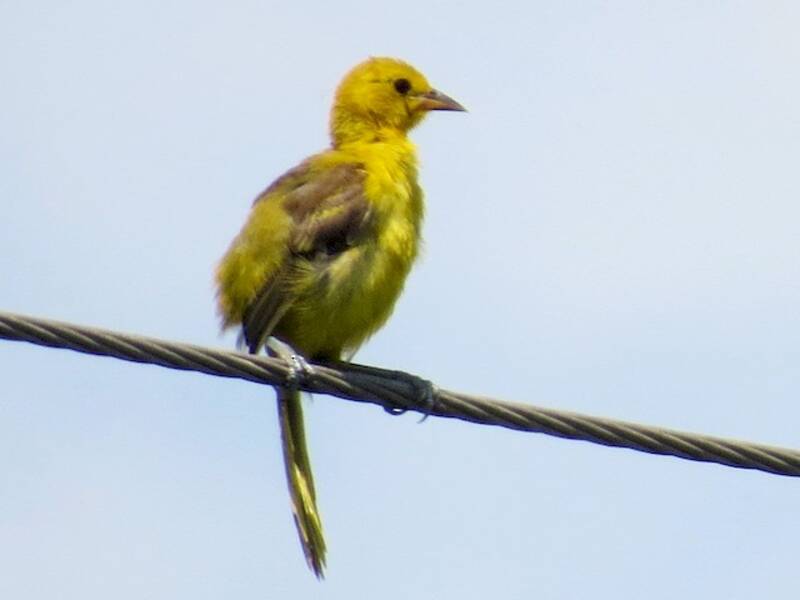 Yellow-tailed Oriole, Photos 2