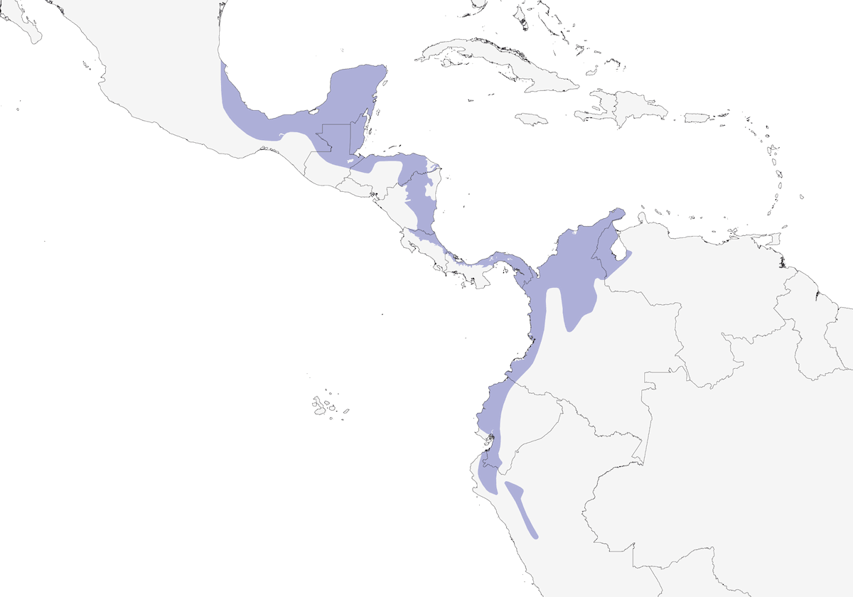 Yellow-tailed Oriole, Distribution 1
