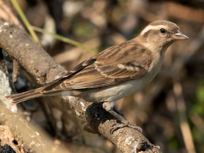 Yellow-throated Bush Sparrow, 照片 3