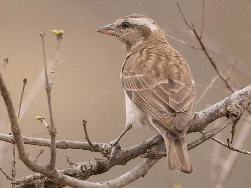 Yellow-throated Bush Sparrow