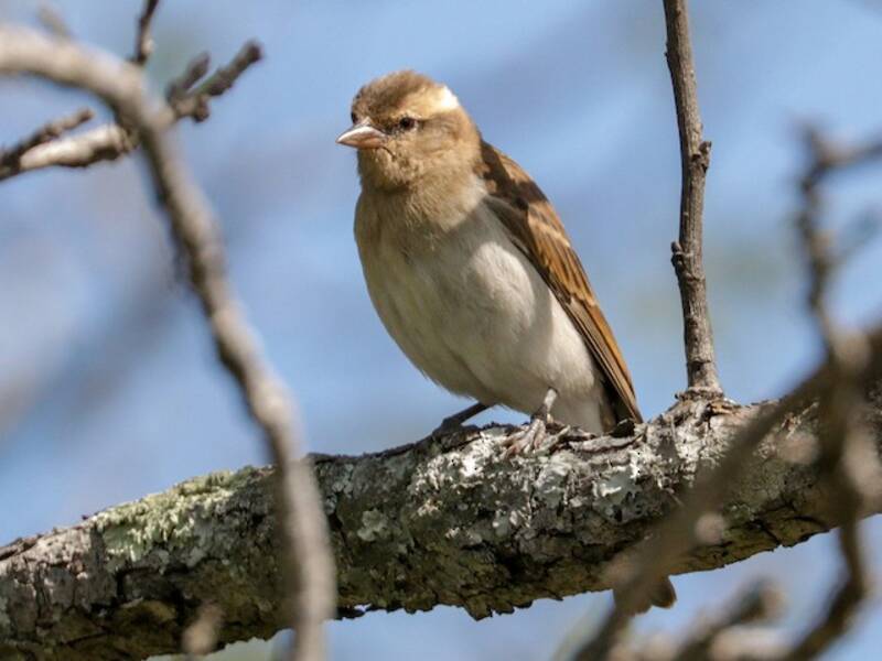 Yellow-throated Bush Sparrow, 照片 2
