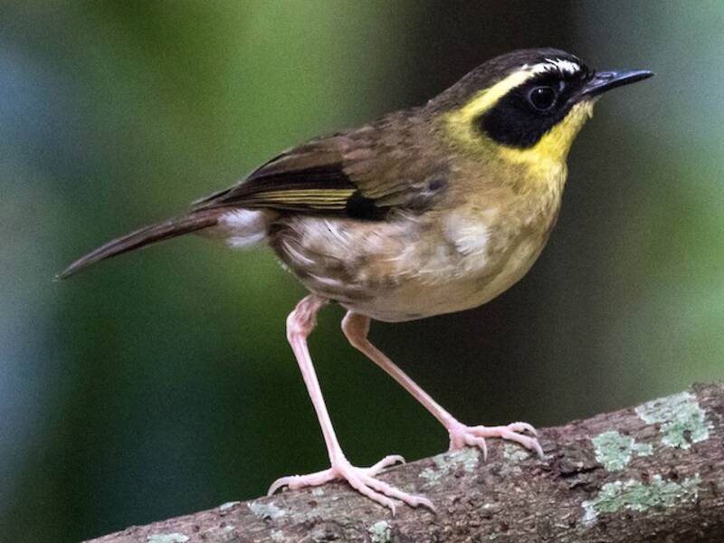 Yellow-throated Scrubwren, 照片 4