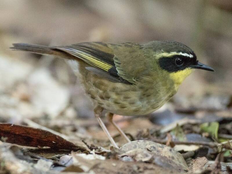 Yellow-throated Scrubwren, 照片 2