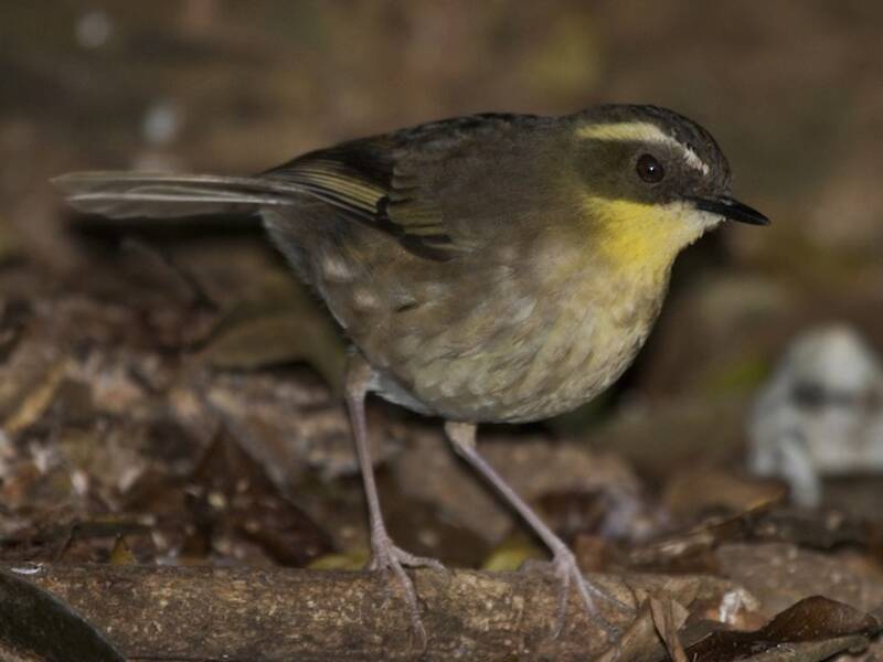Yellow-throated Scrubwren, 照片 3