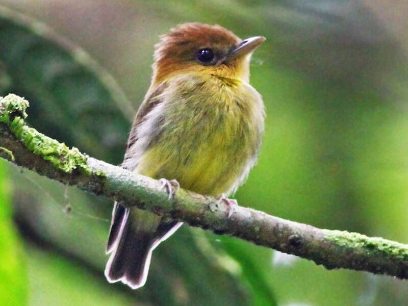 Yellow-throated Spadebill, Photos 3