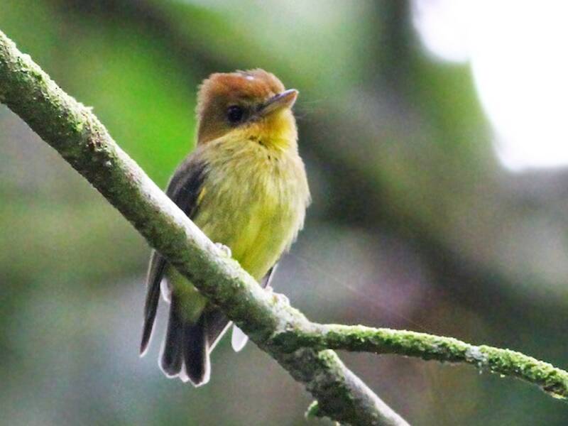 Yellow-throated Spadebill, Photos 4