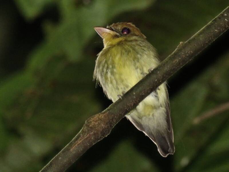 Yellow-throated Spadebill, Photos 2