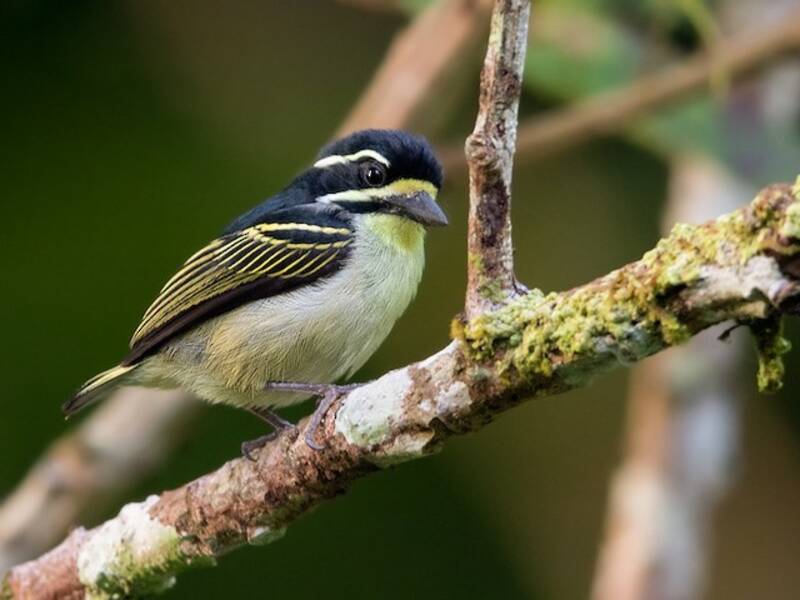 Gelbkehl-Zwergbartvogel, Fotos 3